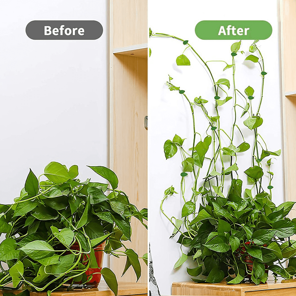 Plant Fixture Clip Fixed Buckle Hook