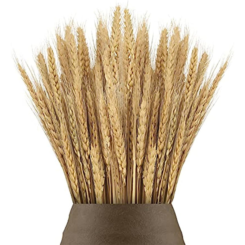 Natural Dried Wheat Stalks Bundle for Boho Farmhouse Decor and Wedding Centerpieces