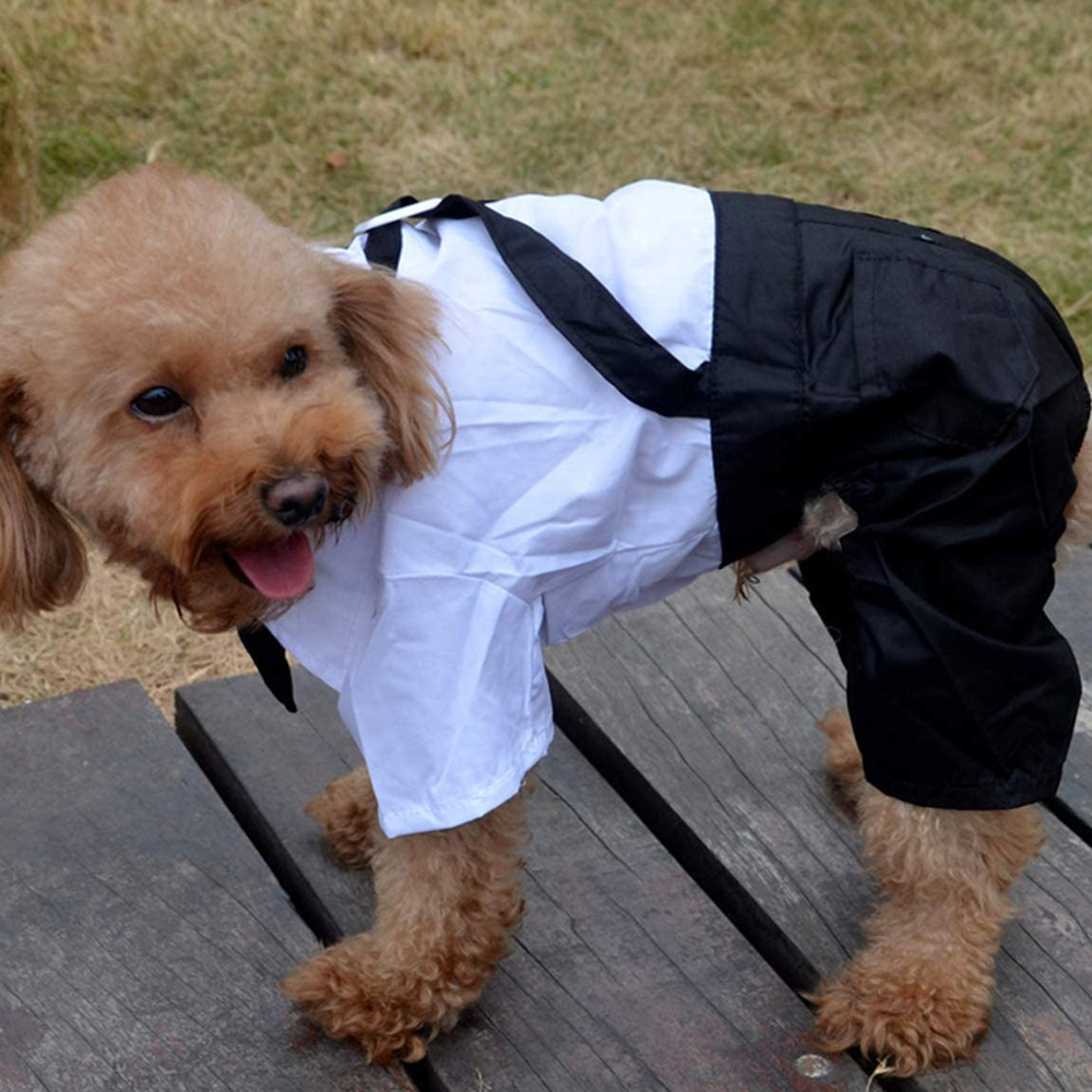 Dog Suit and Bow Tie Outfit dresss