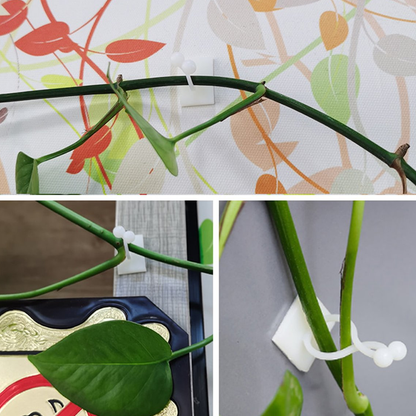 Plant Climbing Wall Fixture For Organizing Vines