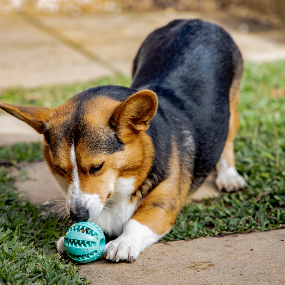 Toothy Dog Chew Toy