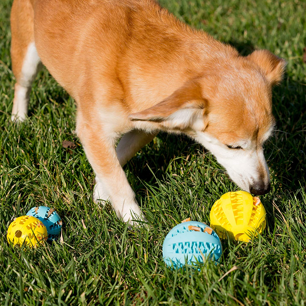 Toothy Dog Chew Toy
