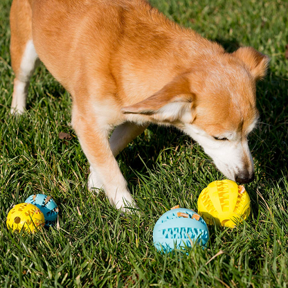 Toothy Dog Chew Toy