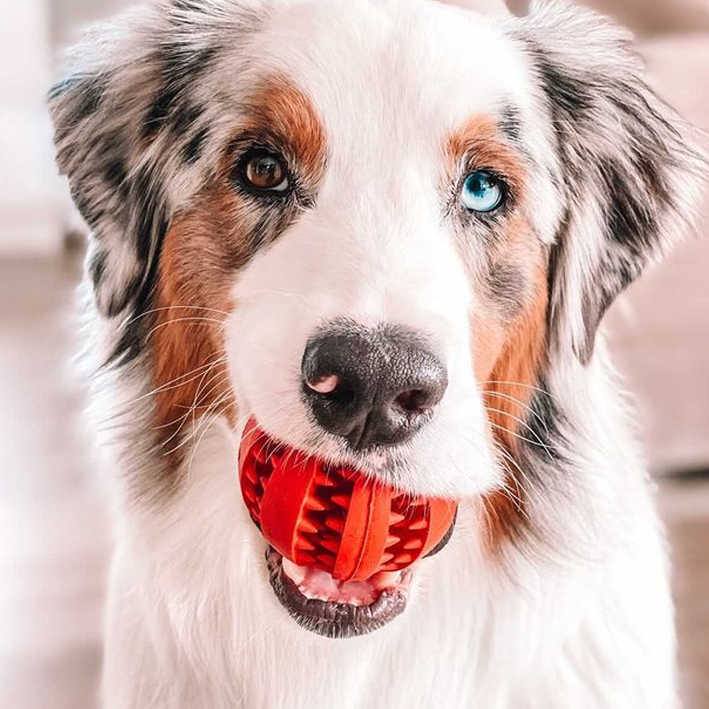 Toothy Dog Chew Toy