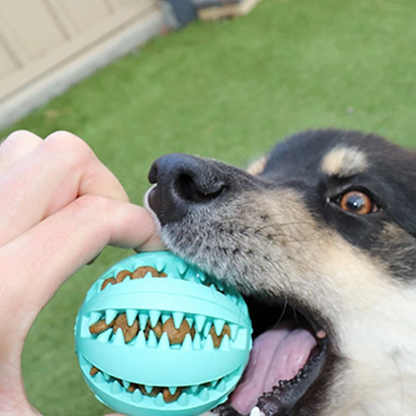 Toothy Dog Chew Toy