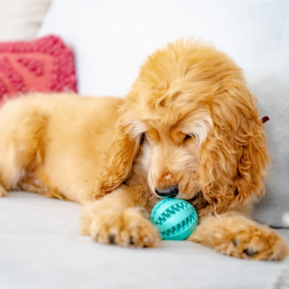Toothy Dog Chew Toy