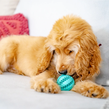 Toothy Dog Chew Toy