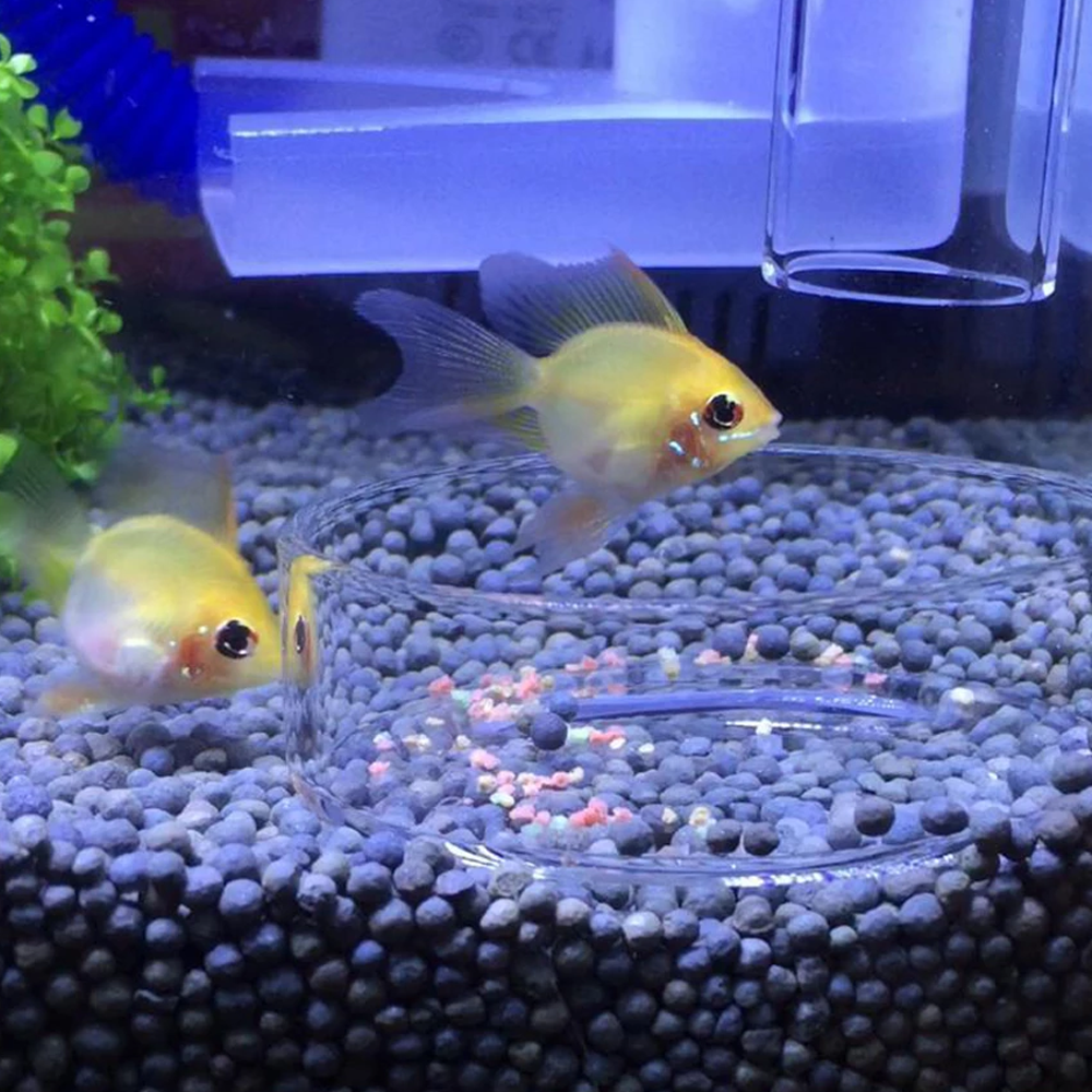 Aquarium Feeding Tube