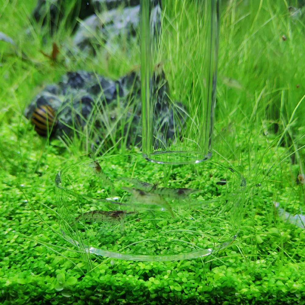 Aquarium Feeding Tube