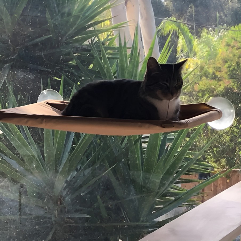Cat Hammock