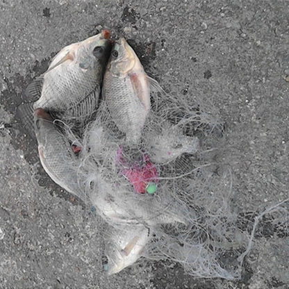 Explosive Hook Fish Net