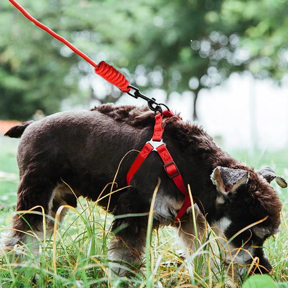 Nylon Rope Dog Leash