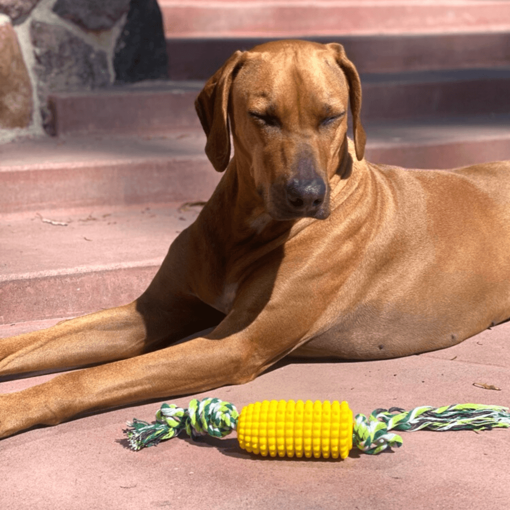 Corn Cob Dog Teeth Cleaning Chew Toy