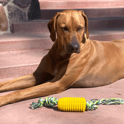 Corn Cob Dog Teeth Cleaning Chew Toy
