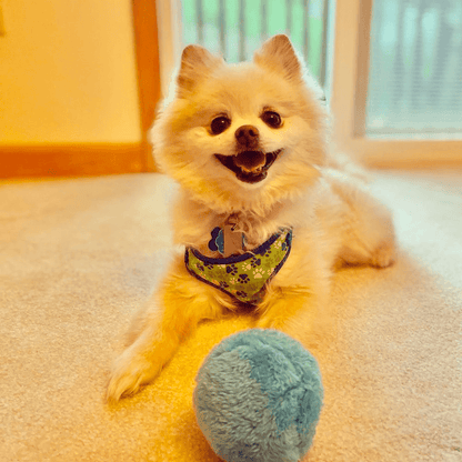 Active Rolling Ball – Anti-Anxiety Automatic Moving Ball