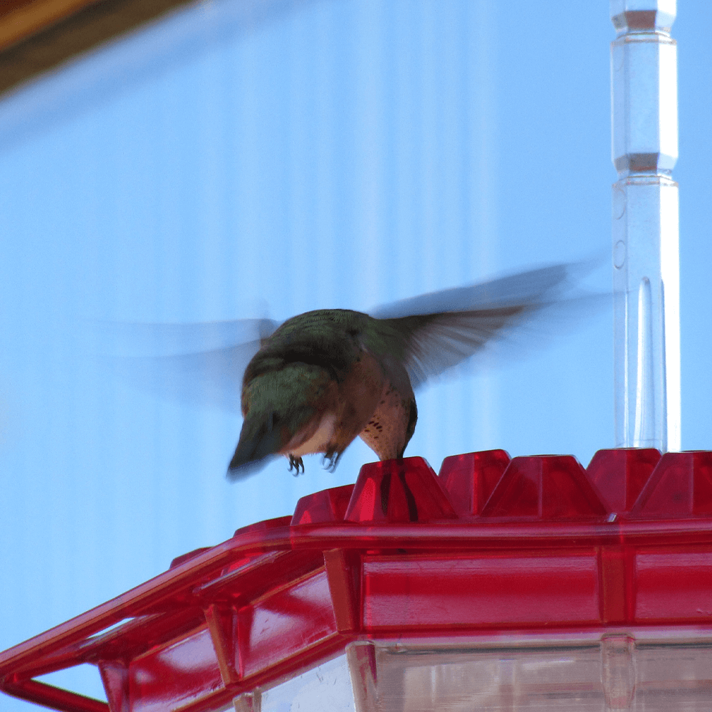 Mary's Sweety Hummingbird Feeder - Mary's Sweety Hummingbird Feeder