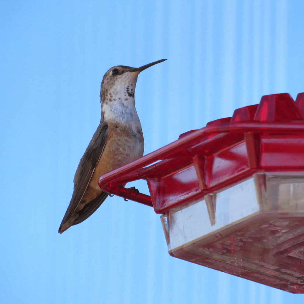Mary's Sweety Hummingbird Feeder - Mary's Sweety Hummingbird Feeder