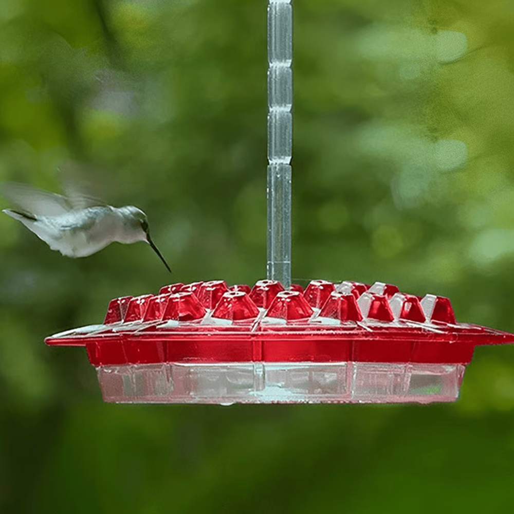 Hummingbird Feeder With Built-In Ant Moat