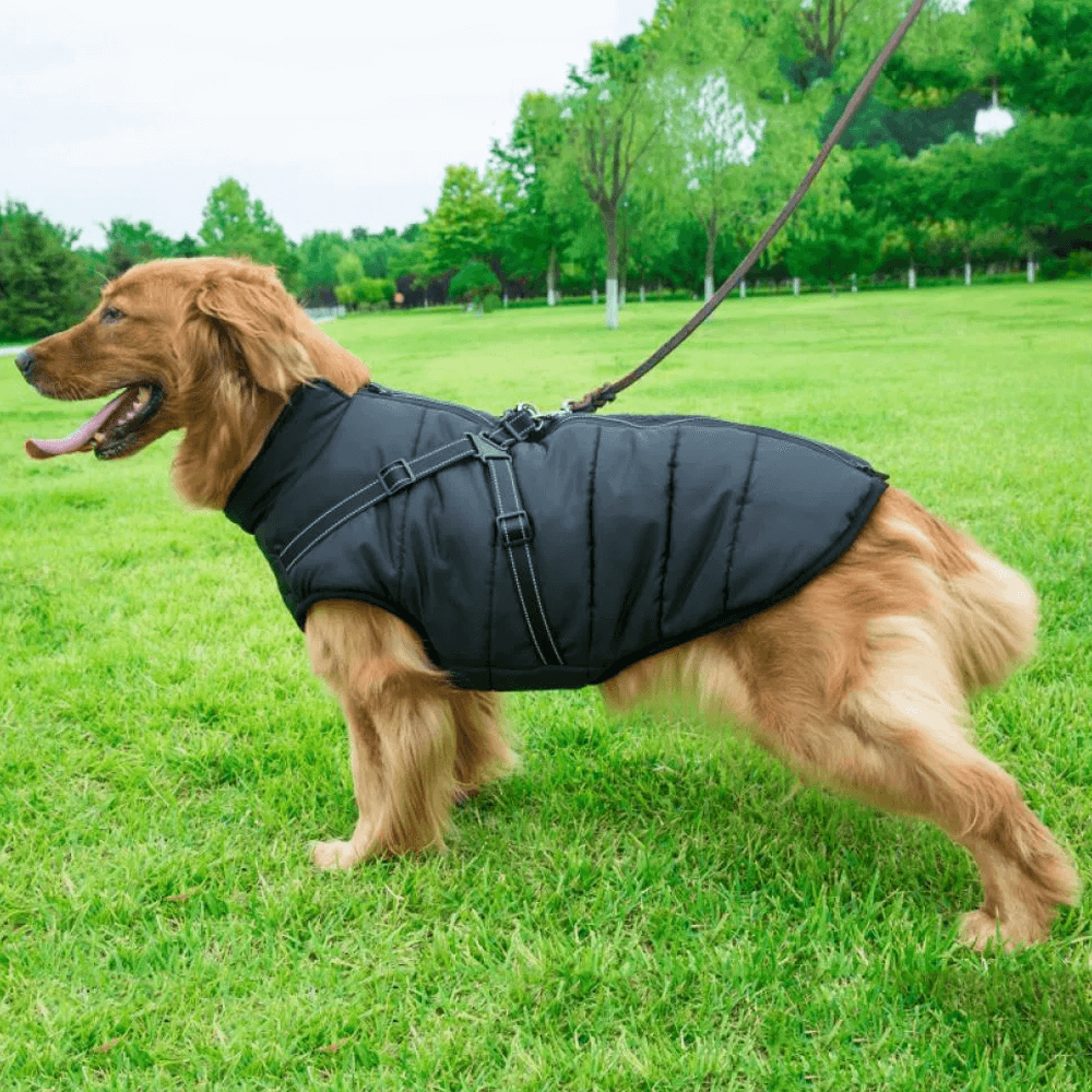 Waterproof Dog Jacket with Harness