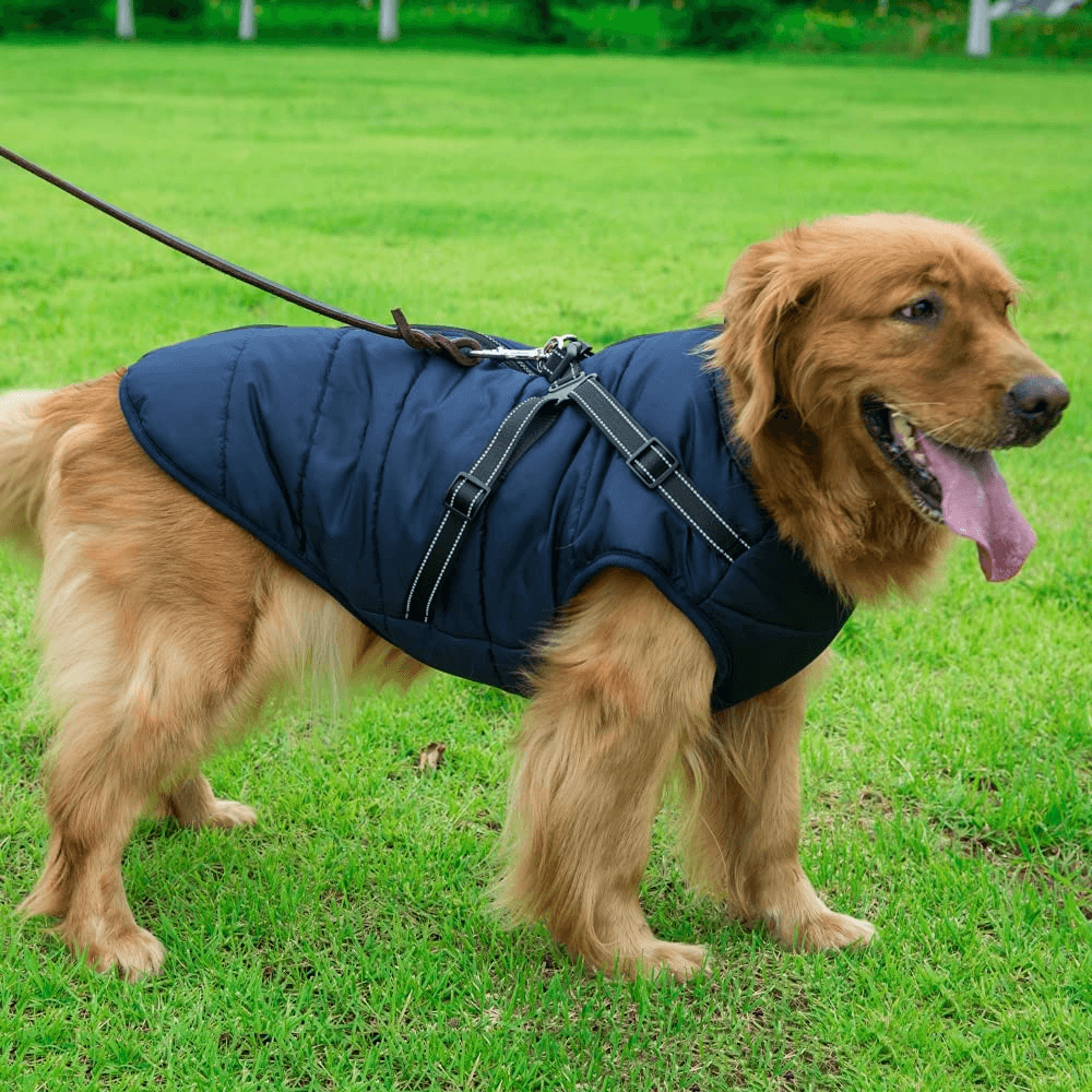 Waterproof Dog Jacket with Harness