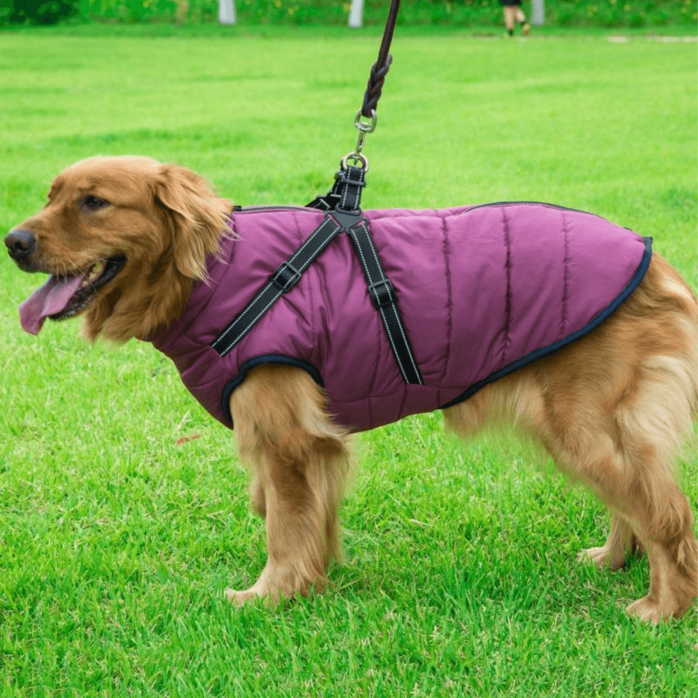 Waterproof Dog Jacket with Harness