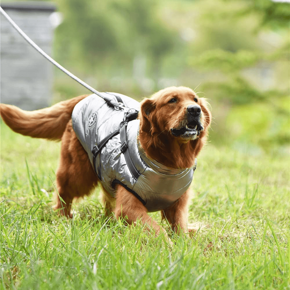 Waterproof Dog Jacket with Harness