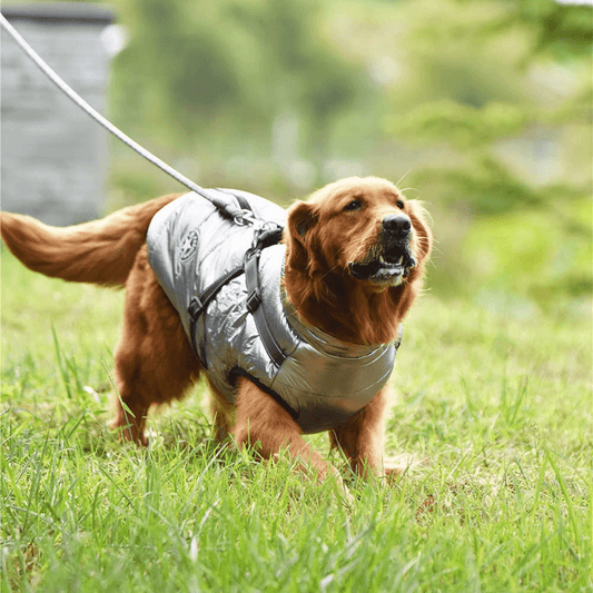 Waterproof Dog Jacket with Harness