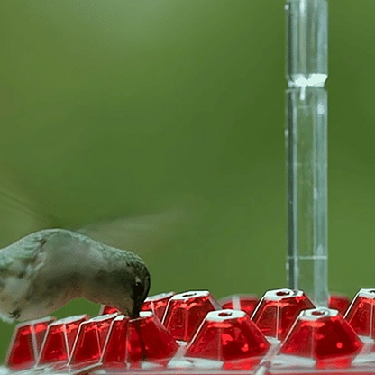 Ant Proof Hummingbird Feeder | Mary's Hummingbird Feeder with 30 Tubes | Mary's Sweety Hummingbird Feeder