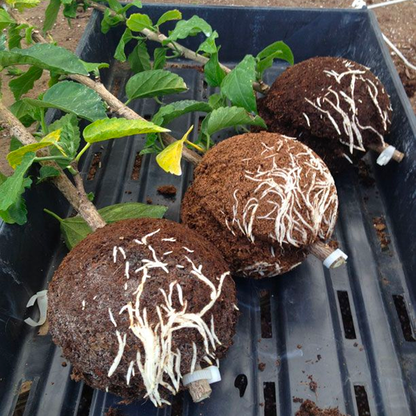 Instant Plant Root Growing Box