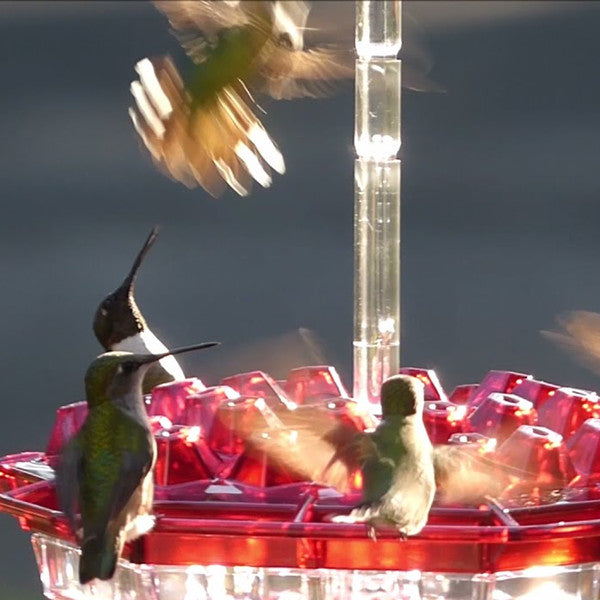Invite the Splendor - Transparent Hummingbird Feeder with Perch, Easy to Refill & Clean Design