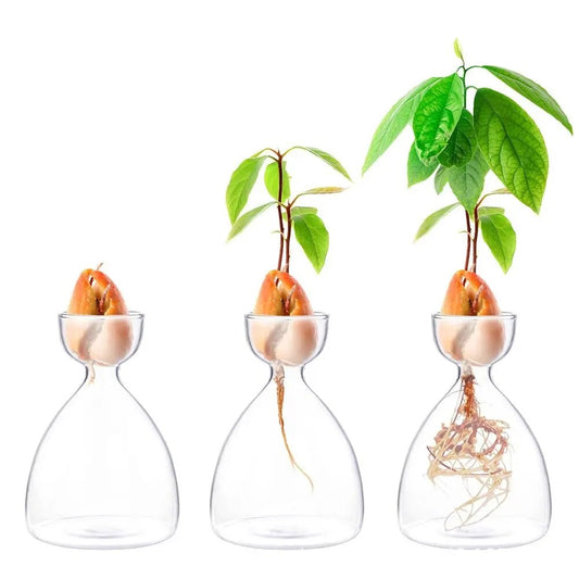 Transparent Glass Avocado Seed Starter Vase, Plant Growing Kit for Gardening Enthusiasts