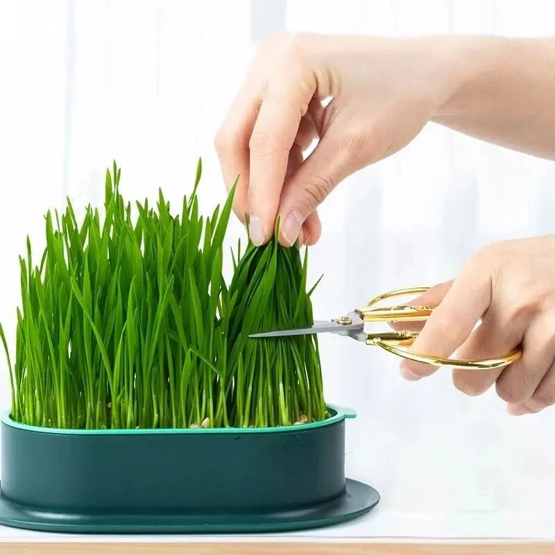 Pet Cat Sprout Dish Growing Pot, Hydroponic Cat Grass Germination Kit for Digestion, Greenhouse Grow Box Starter Set