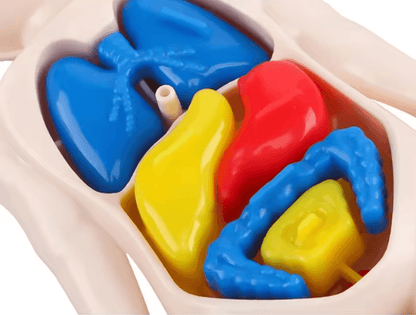 Interactive Kids Anatomy Learning Model 3D DIY Human Body STEM Kit