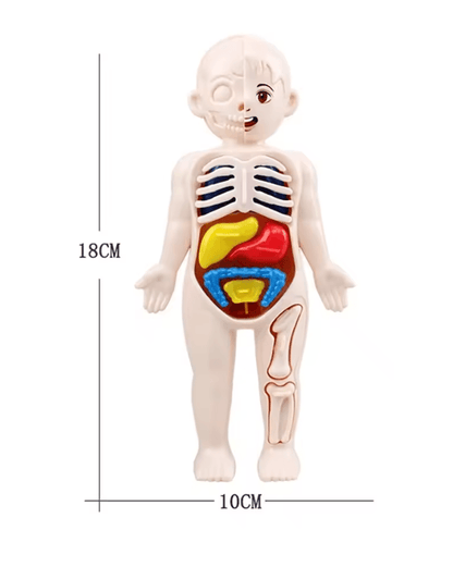 Interactive Kids Anatomy Learning Model 3D DIY Human Body STEM Kit