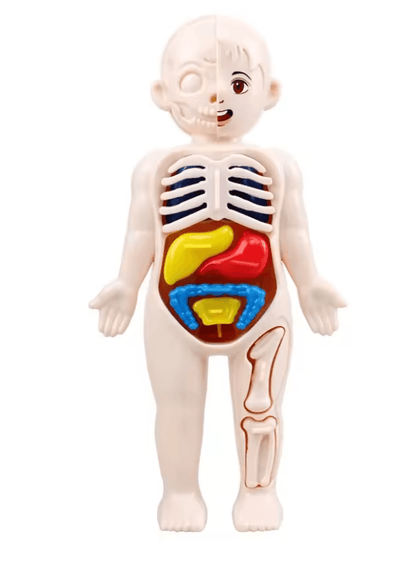 Interactive Kids Anatomy Learning Model 3D DIY Human Body STEM Kit