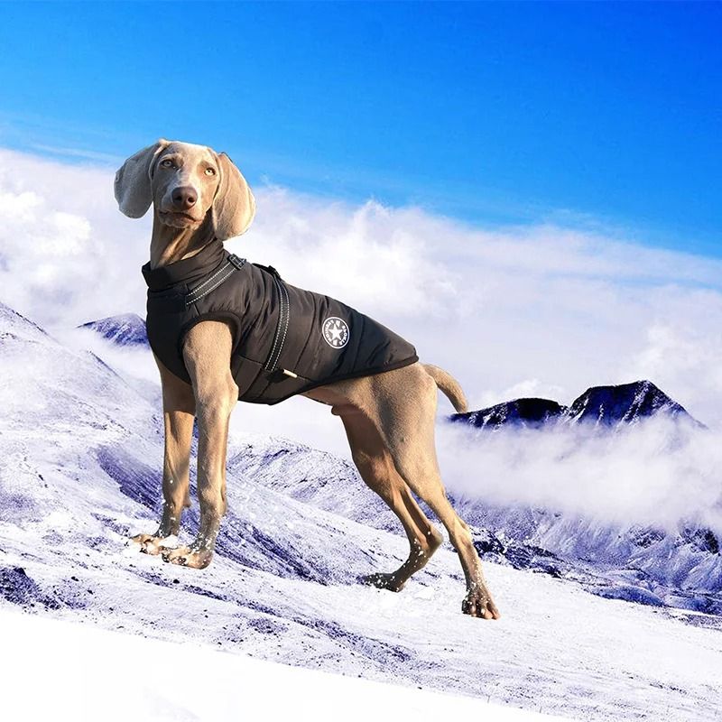 Waterproof Warm Dog Jacket Vest Winter Dog Clothes with Harness