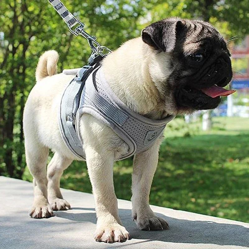 Adjustable Mesh Vest Harness And Leash Set For Dogs And Cats