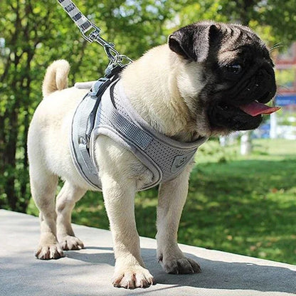 Adjustable Mesh Vest Harness And Leash Set For Dogs And Cats