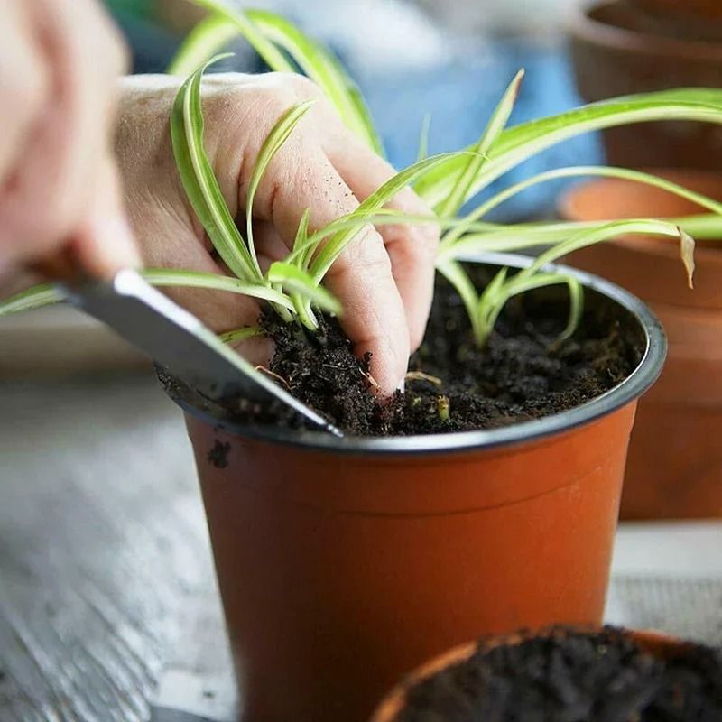 Flexible Plastic Nursery Pots 75 Pack for Seedlings Succulents and Transplants