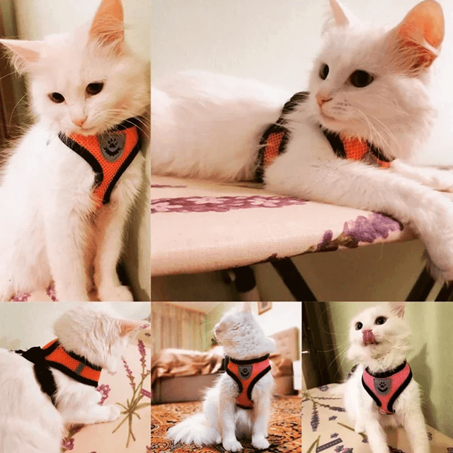 Adjustable Mesh Cat and Small Dog Harness with Leash