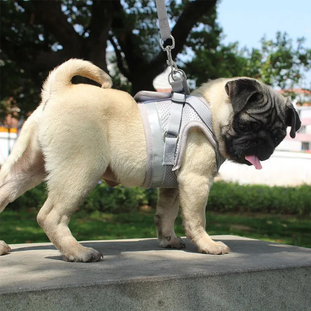 Reflective Mesh Cat and Small Dog Harness Leash Set