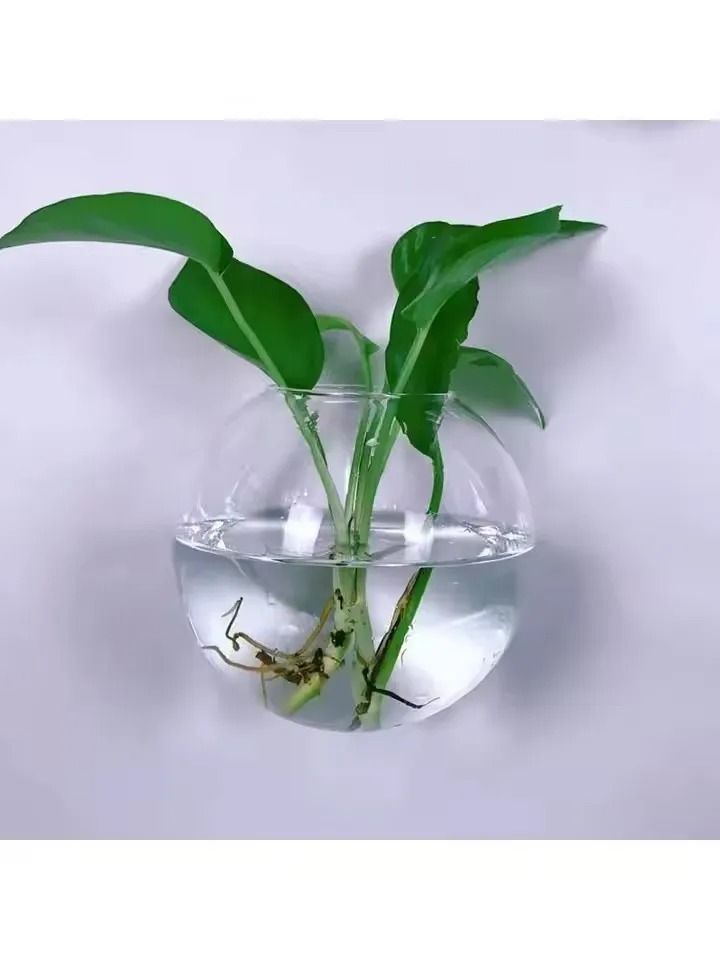 2 Pack Wall Hanging Glass Terrarium and Hydroponic Planter