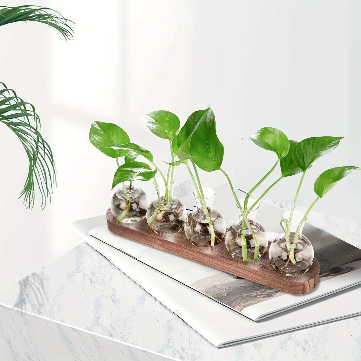 Modern Plant Terrarium Glass Vase with Wooden Tray