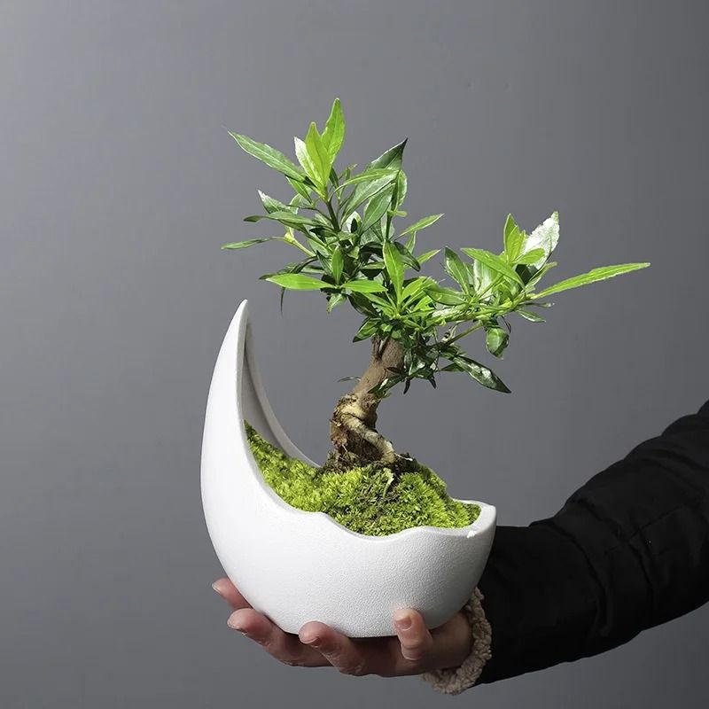 Rhinoceros Horn Ceramic Flower Pot Modern Succulent Planter Home Decoration