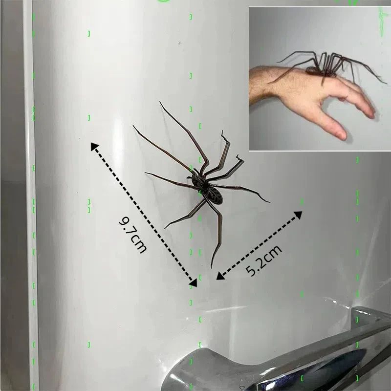 Realistic Spider Fridge Magnets – Fun Novelty Magnetic Home & Garage Decor