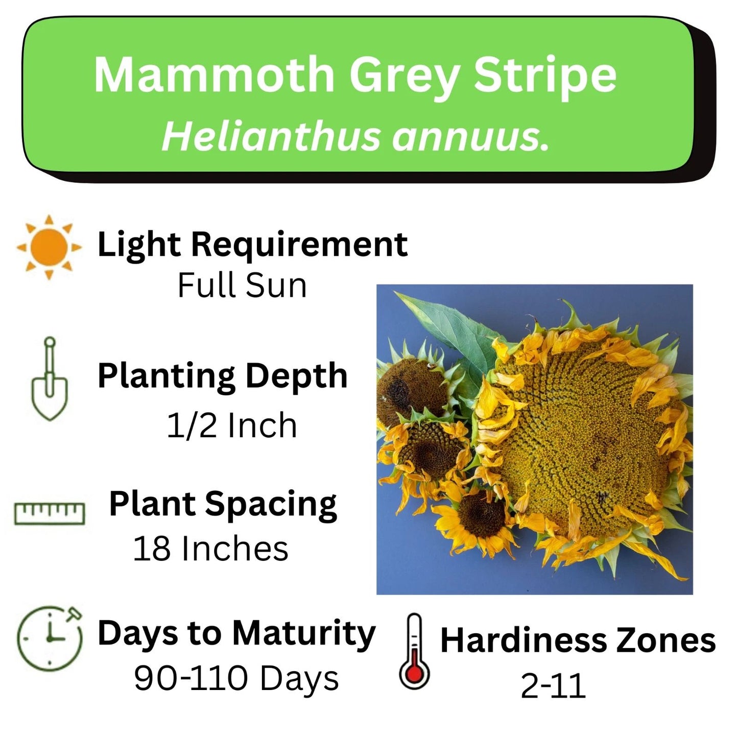 Giant Sunflower Seeds for Planting Heirloom & Non-GMO