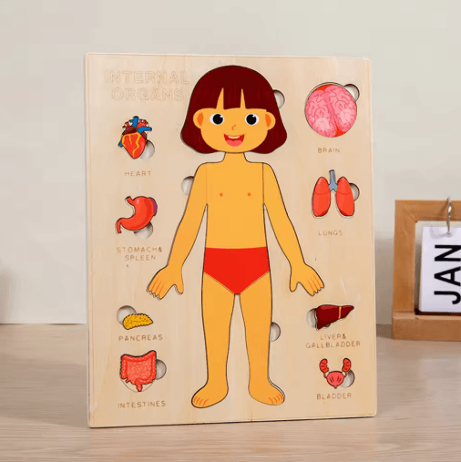 Montessori Human Body Busy Board for Toddlers Body Parts Learning Toy