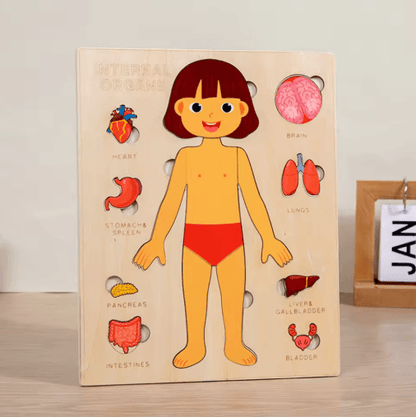 Montessori Human Body Busy Board for Toddlers Body Parts Learning Toy