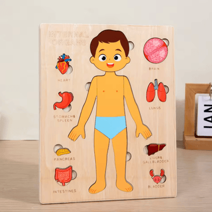Montessori Human Body Busy Board for Toddlers Body Parts Learning Toy