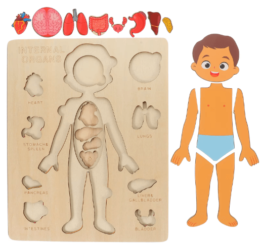 Montessori Human Body Busy Board for Toddlers Body Parts Learning Toy